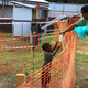 A health worker feeds a boy suspected of having the Ebola virus at an Ebola treatment center in Beni, Eastern Congo.